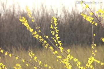 迎春花