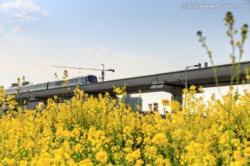 油菜花和地铁