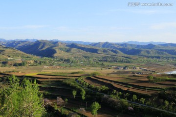 田野