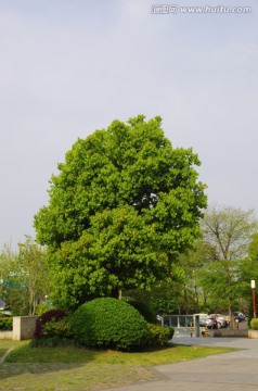 香樟