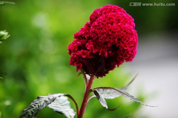 红色鸡冠花