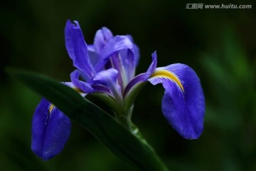 鸢尾花