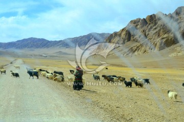 西藏风情画 牧羊的阿佳