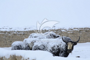 西藏风情画 雪中的牦牛
