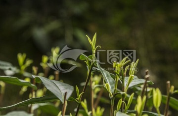 茶园特写