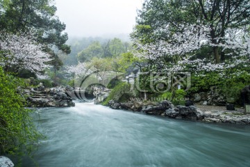 杭州太子湾公园樱花