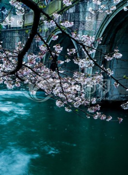 杭州太子湾公园樱花