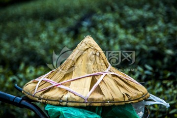 茶园小景