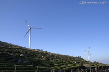 东白山梯田茶园与风机