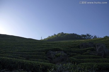 东白山茶叶梯田全景