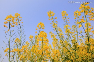 油菜花