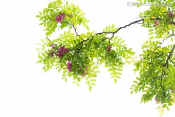 紫槐