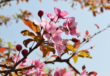 樱花 浪漫樱花