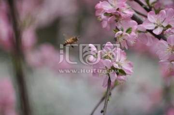 蜜蜂和粉桃花
