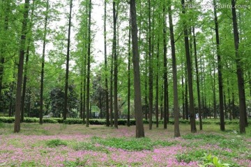 解放公园风景