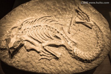 爬行类化石