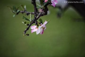 海棠花