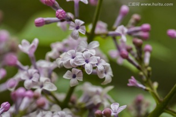 丁香花