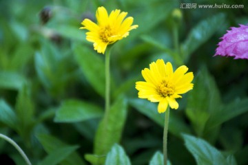 鲜花小清新