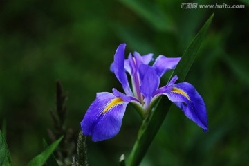 鸢尾花