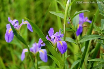 鸢尾花