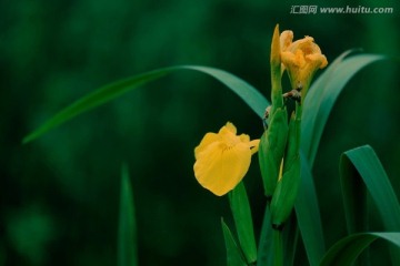 鸢尾花