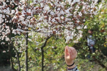 高清樱花