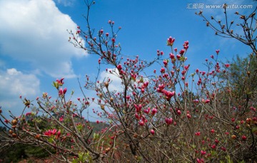 杜鹃花 杜鹃 映山红