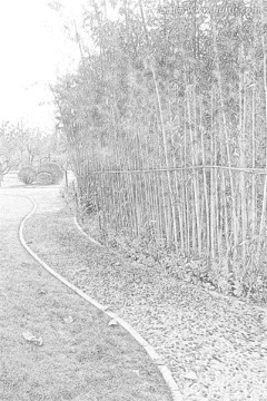 竹林小路素描