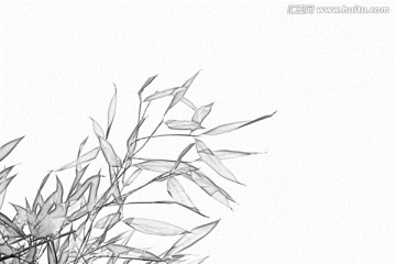 竹子素描