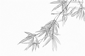 竹子素描