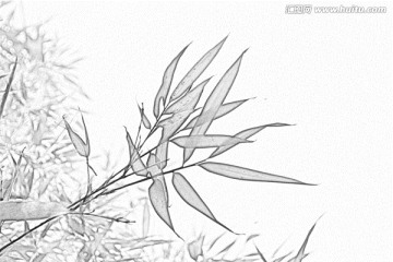 竹子素描