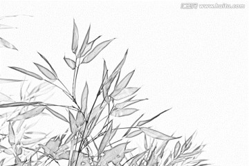 竹子素描