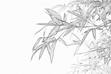竹子素描