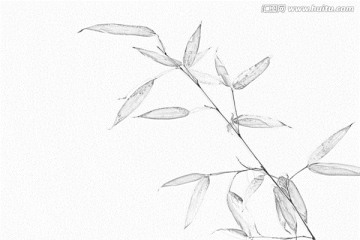 竹子素描