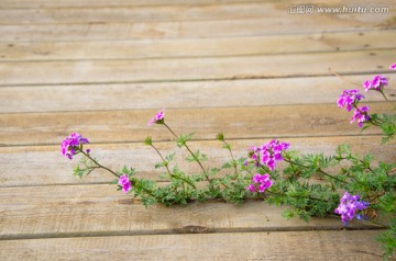 宿根花