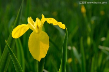 黄色菖蒲