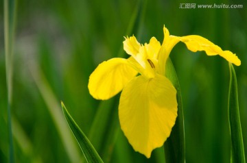 黄菖蒲