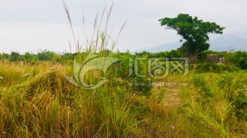 深圳坝光村古树林 榕树