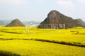 云南罗平油菜花田