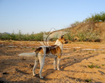 中华田园犬