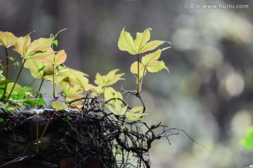 墙头小草