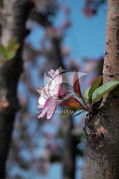 一朵海棠花