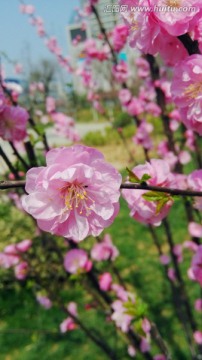 粉色的花 桃花