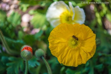 花朵和蜜蜂