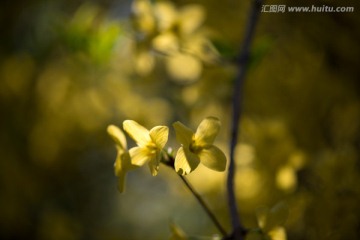 黄色的花朵