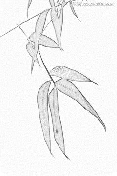 竹子素描