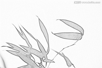 竹子素描