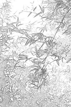 竹子素描