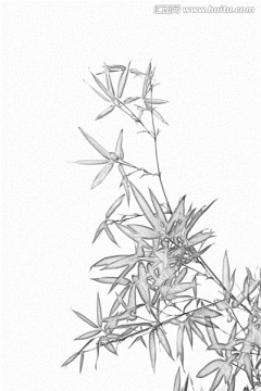 竹子素描